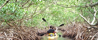 Mangrove Forest Eco-System